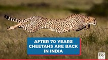 PM Modi Releases Namibian Cheetahs At Kuno National Park