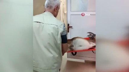 Son dakika haber... Av tüfeğiyle vurulan yaban keçisini kurtarmak için zamanla yarıştılar