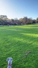 Whippet Zoomies at Seeing Her Friend