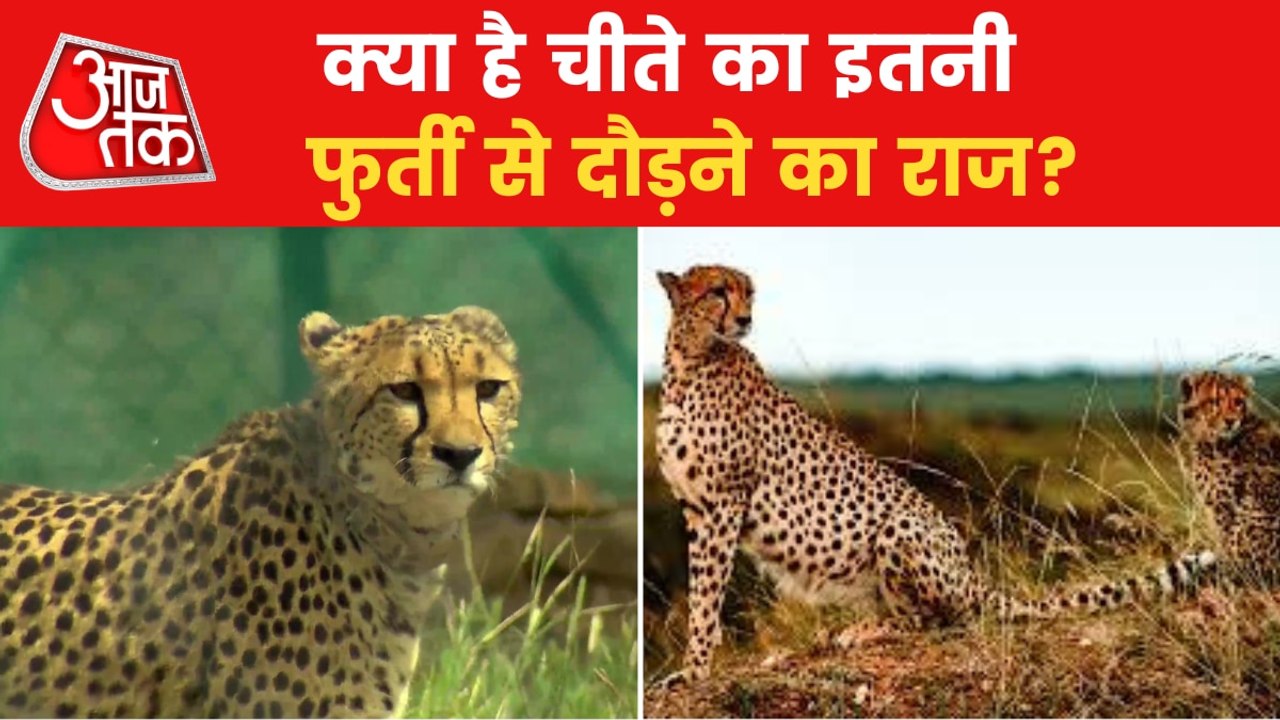 Why Cheetah are known as world's fastest animal on land?