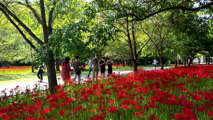 '가을 레드카펫' 꽃무릇 보러 가자...근데 날씨는 여름? / YTN