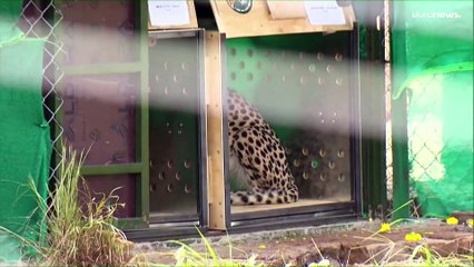 Huit guépards de Namibie arrivés en Inde, avant leur réintroduction dans la nature