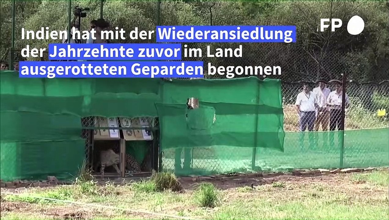 Indien beginnt mit Wiederansiedlung von Geparden