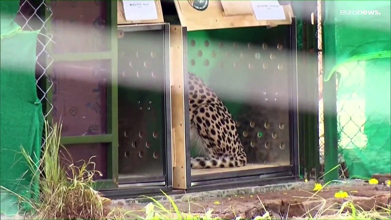 Seit 70 Jahren ausgestorben: Indien führt 8 Geparden aus Namibia ein