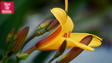 Tiger Lily flowers ||Amazing flowers of tiger Lily