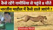 Cheetah In India: नामीबियन चीते माहौल में ऐसे ढाले जाएंगे | Kuno National Park | वनइंडिया हिंदी*News