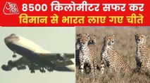 Video: How PM released Cheetahs to Kuno national park