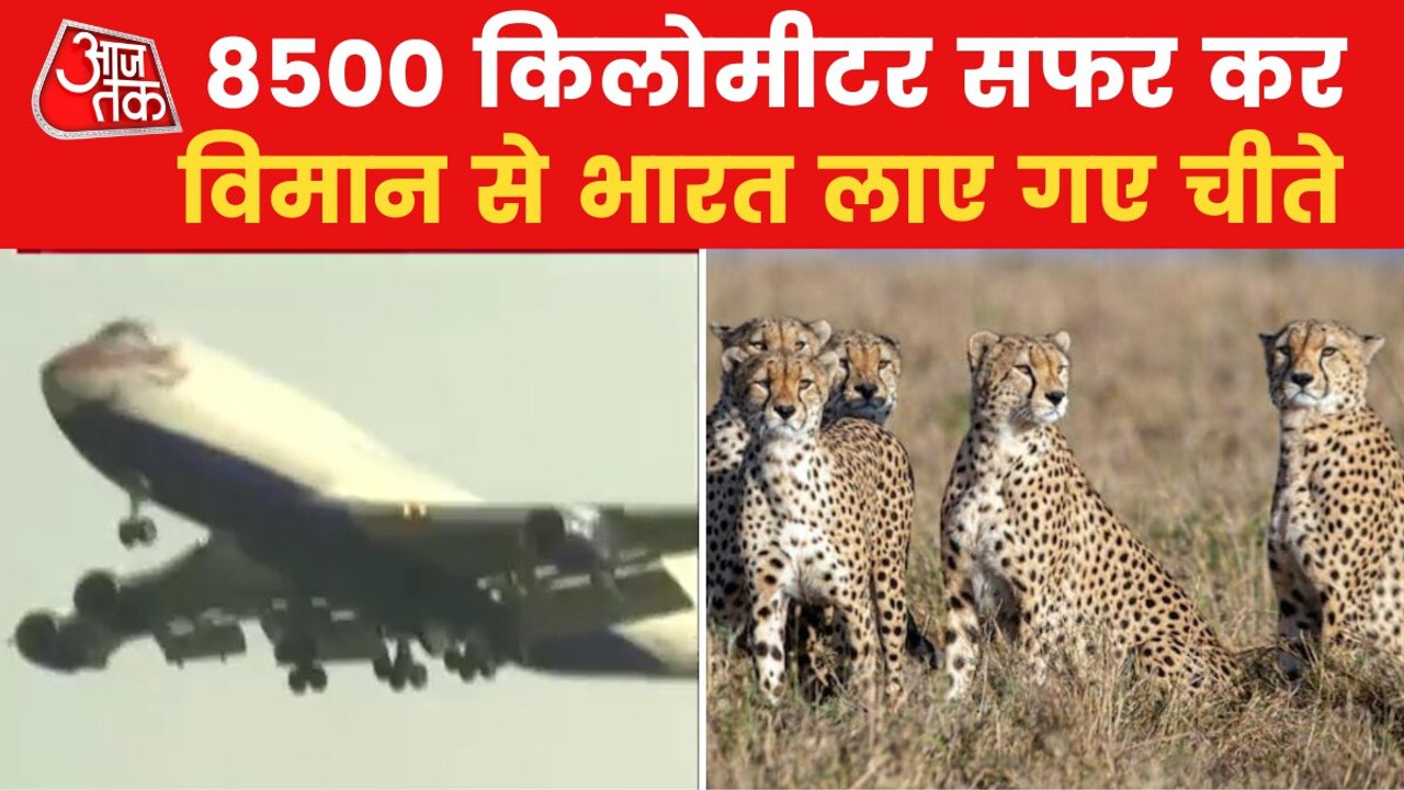 Video: How PM released Cheetahs to Kuno national park
