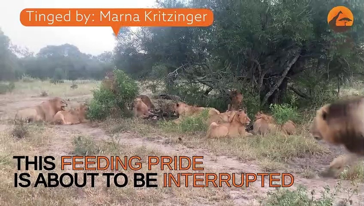 Lion Fight and Cheetahs at Full Speed!