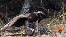 Eagle Rips Lizard's Eyes Apart As it Tries to Escape