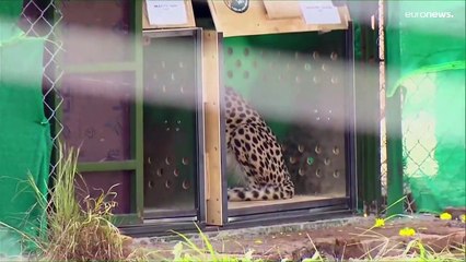 شاهد: عودة الفهود إلى الهند بعد 70 عاماً من انقراضها