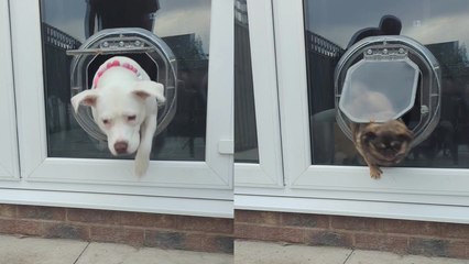 Leeds man tries out a creative pet challenge with his dog pack