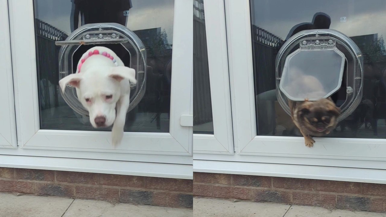 Leeds man tries out a creative pet challenge with his dog pack