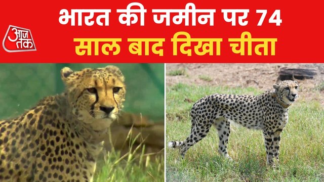 India trying its best to settle cheetahs: PM Modi