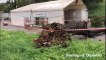 Maltempo Siena, il vento provoca danni: diversi alberi caduti