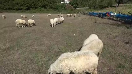 Sinop yerel haberleri: Sinop'ta aç kalan köpekler koyunları telef etti