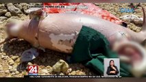 Patay na dugong, may mga plastic sa tiyan | 24 Oras Weekend