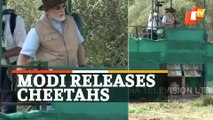 WATCH PM Modi Release 8 Cheetahs In Kuno National Park