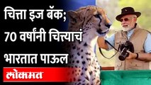 नामिबियाहुन आणलेल्या चित्त्यांची पाहा पहिली झलक First look of cheetahs brought from Namibia In India