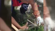 Sinop haber | Sinop'ta ağa takılan yılan kurtarıldı