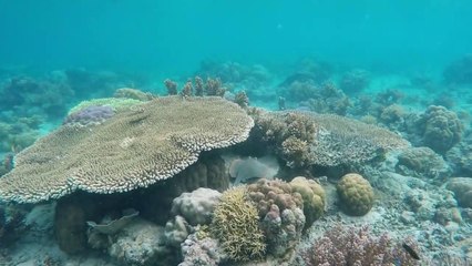 Sting Ray  in the sea water