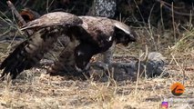 Eagle Rips Lizard's Eyes Apart As it Tries to Escape