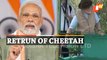 Cheetahs Return To India - PM Modi
