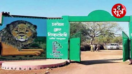 हजारों की आबादी से लेकर चीतों के विलुप्त होने की  कहानी, सिर्फ 6 रूपए के लिए होता था चीते का शिकार