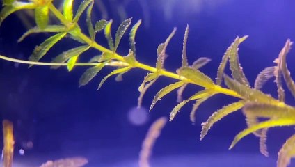 swordtail fish farming in fish tank