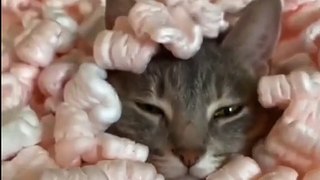 HOLDING YOUR LAUGH while Watching these video  Funny Cats Life| cat lover|