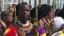بدون تعليق: قبيلة الزولو في جنوب إفريقيا تحتفل بعذرية الشابات في مهرجان رقص القصب السنوي