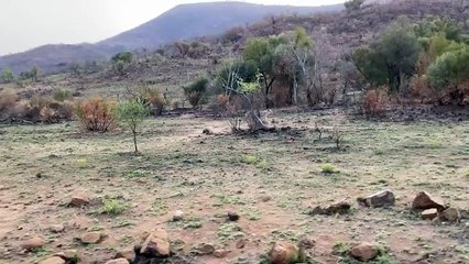 Buffalo Smashes Car to Try Chase Lions Away