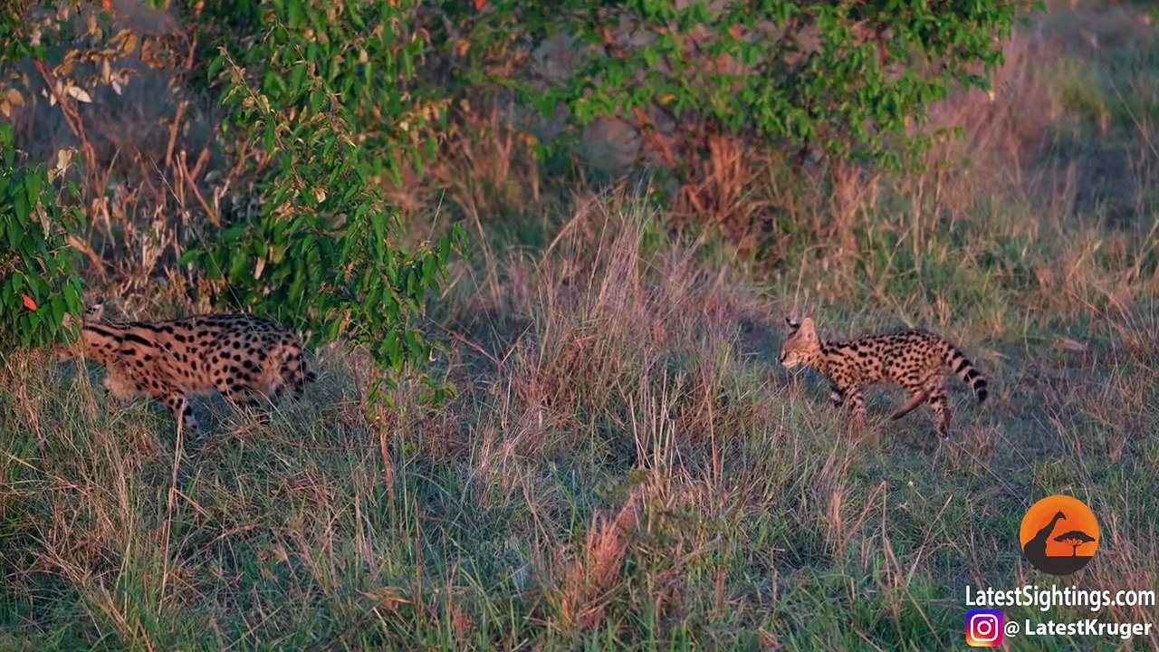 Serval Kitten vs Lion