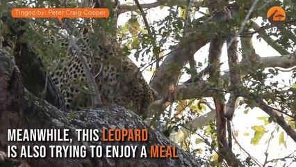Lions Climb Tree with Leopard Still There
