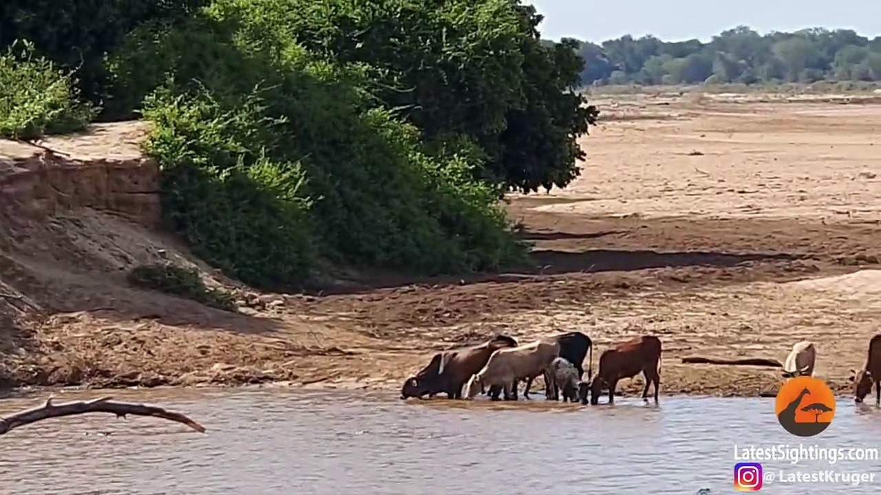 Crocodiles Catch Cow Then Hippos Steal It!