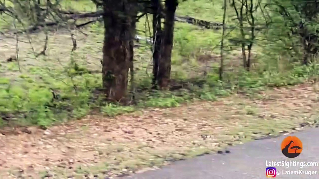 Lion Attacks Leopard in Road