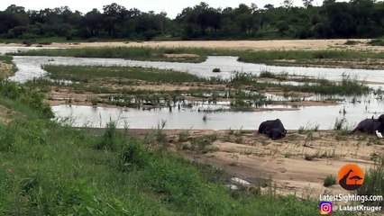 Sleeping Buffaloes Don't Realize the River Is Flooding Around Them!