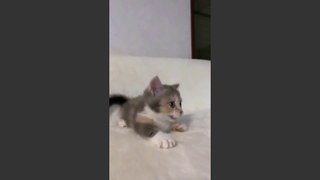 Baby Cat - Cute and Funny Videos Baby #1