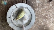 Happy Budgies Birds In Colony