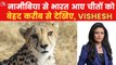 Vishesh: AajTak reached where the cheetahs settled in MP