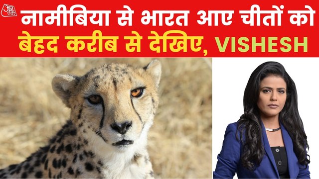 Vishesh: AajTak reached where the cheetahs settled in MP