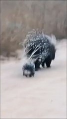 Porcupine Mommy Takes Her Babies Out on an Adventure  #Shorts