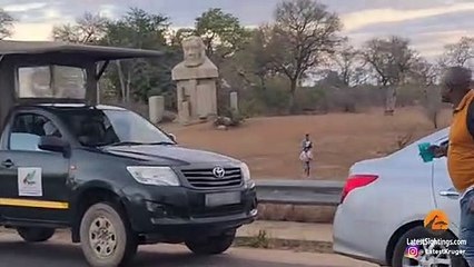 Elephants Show Tourists Why You Shouldn't Get Out Your Car