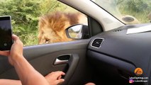 When 3 Huge Lions Surround Tiny Car