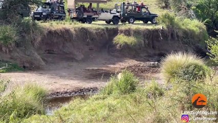 Intense Battle Between Lioness & Giraffe Over Her Newborn Baby