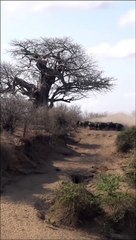 Lions Catch Buffalo During Stampede