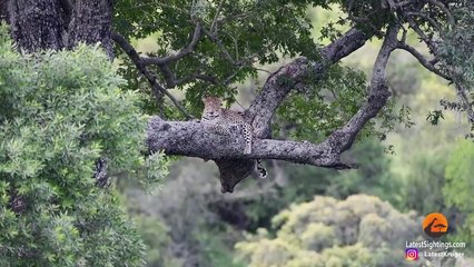WARTHOGS WALK RIGHT INTO LEOPARD