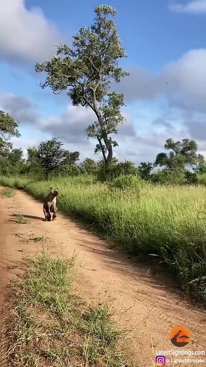 How Hyenas Live After A Lion Attack