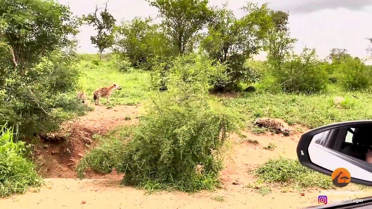LIONESS SNEAKS UP ON SLEEPING HYENA CUBS