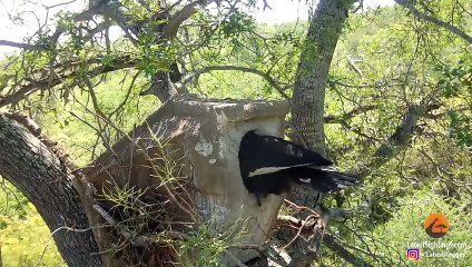 LEOPARD STEALS BABY BIRD FROM NEST